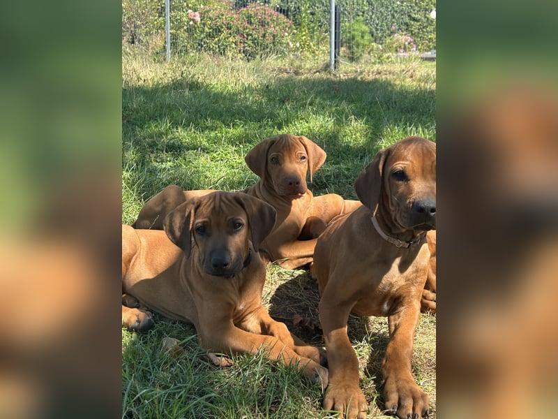 Rhodesian Ridgeback Welpen