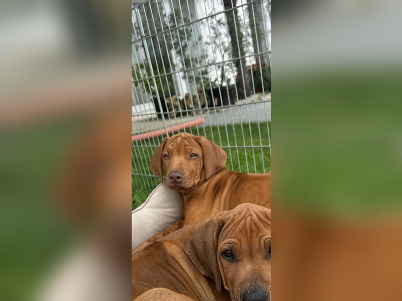 Rhodesian Ridgeback Welpen