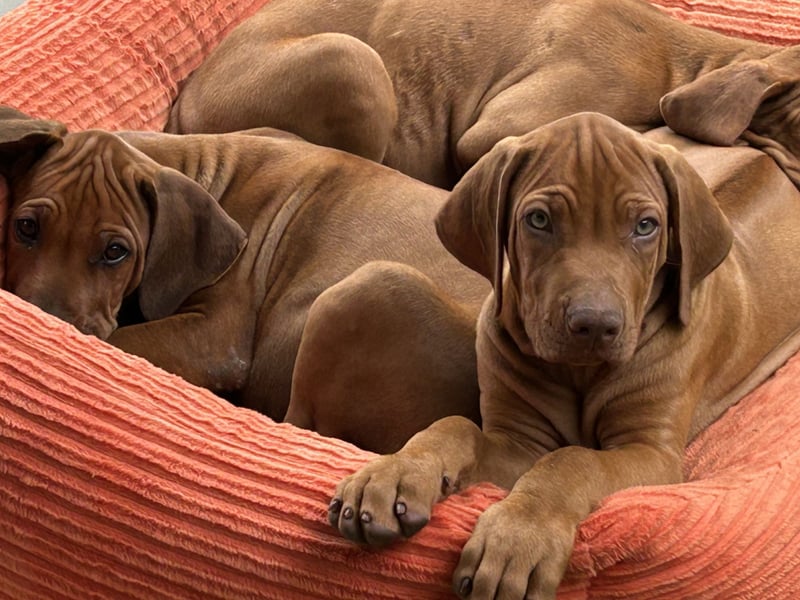 Rhodesian Ridgeback Welpen