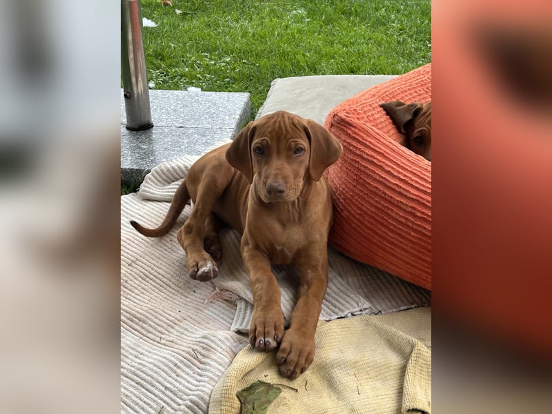 Rhodesian Ridgeback Welpen