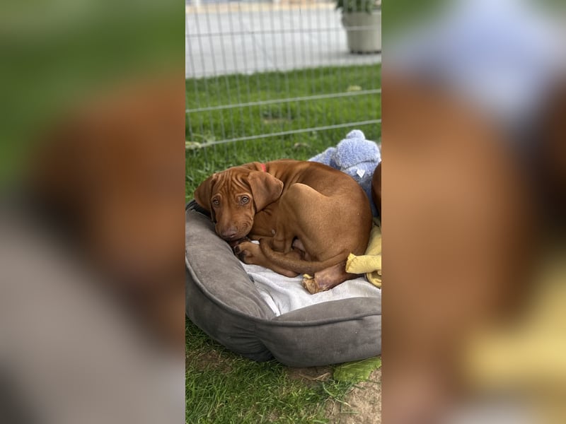 Rhodesian Ridgeback Welpen
