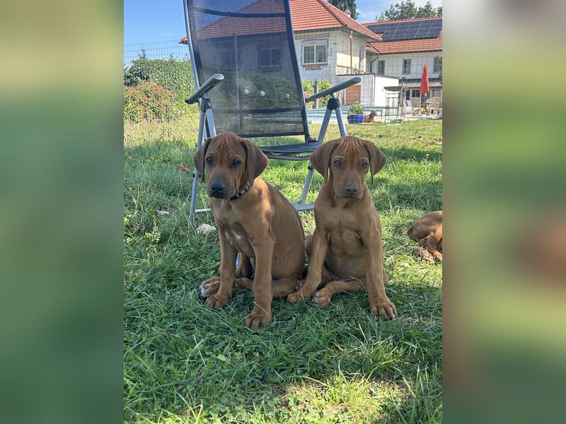 Rhodesian Ridgeback Welpen