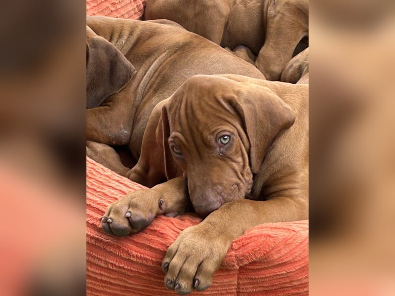 Rhodesian Ridgeback Welpen