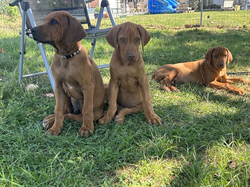 Rhodesian Ridgeback Welpen