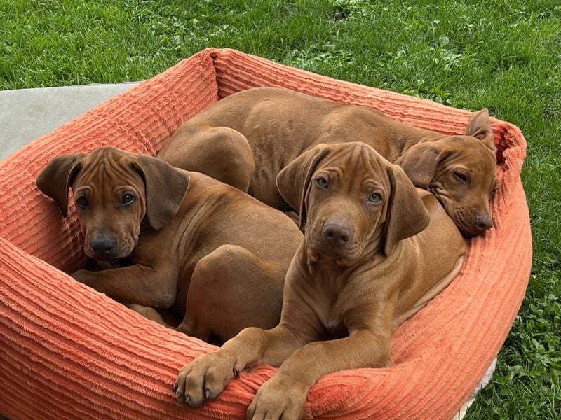 Rhodesian Ridgeback Welpen