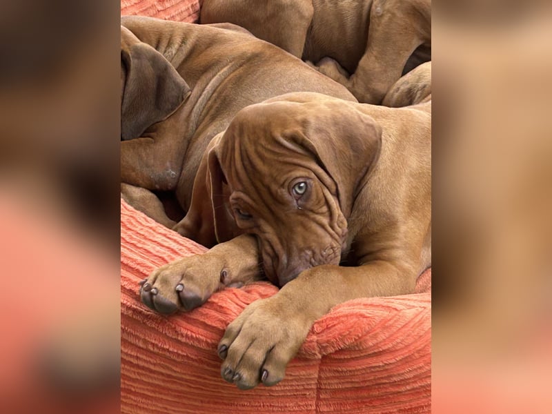 Rhodesian Ridgeback Welpen