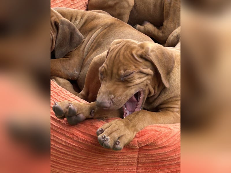Rhodesian Ridgeback Welpen