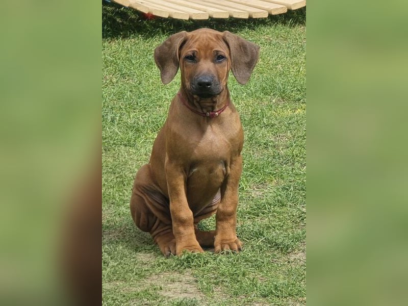 RR-Welpen mit FCI-Papieren