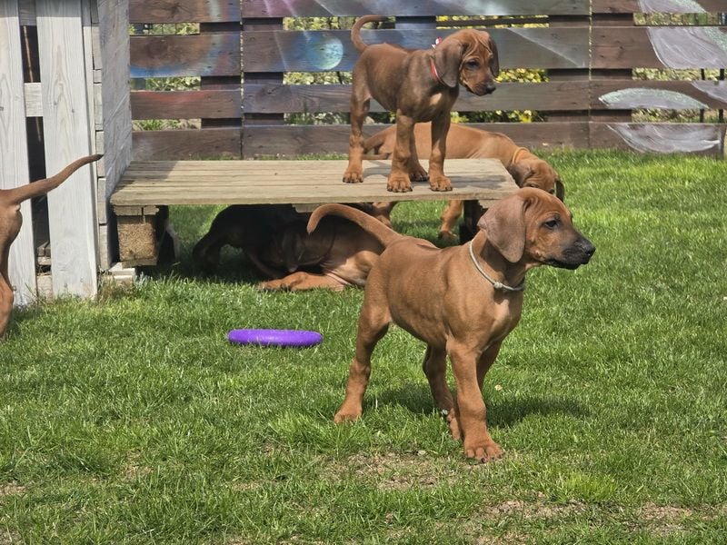 Rhodesian Ridgeback Welpen mit FCI-Papieren