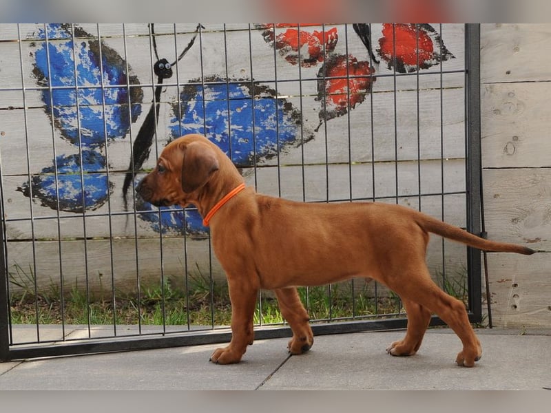 Rhodesian Ridgeback Welpen mit FCI-Papieren