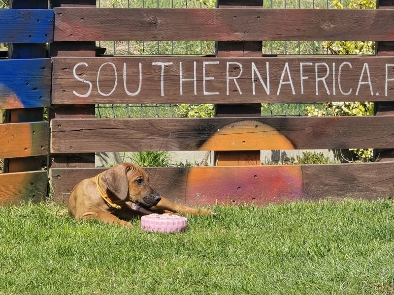 Rhodesian Ridgeback Welpen mit FCI-Papieren