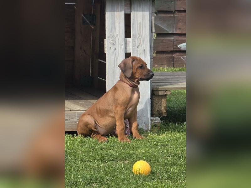 Rhodesian Ridgeback Welpen mit FCI-Papieren