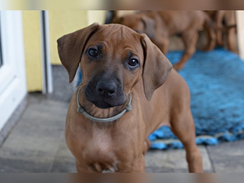 RR-Welpen mit FCI-Papieren