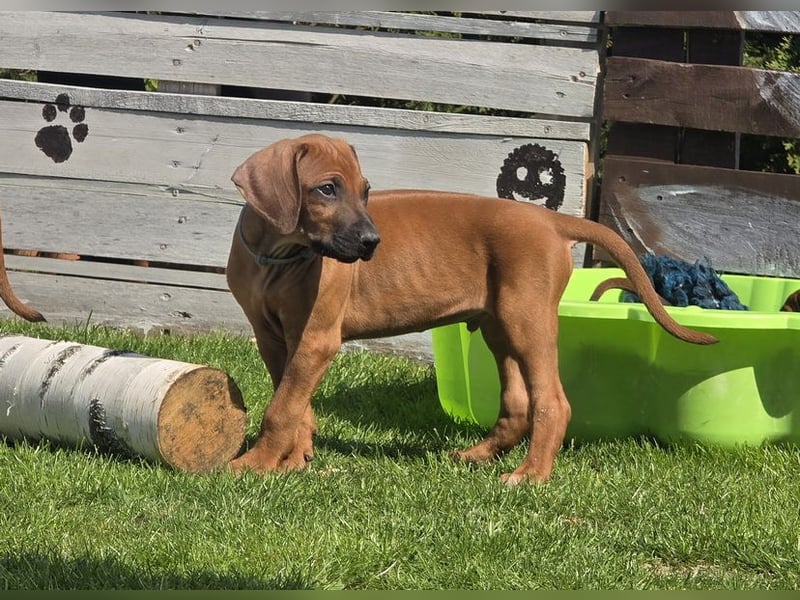 Rhodesian Ridgeback Welpen mit FCI-Papieren