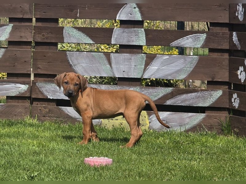Rhodesian Ridgeback Welpen mit FCI-Papieren