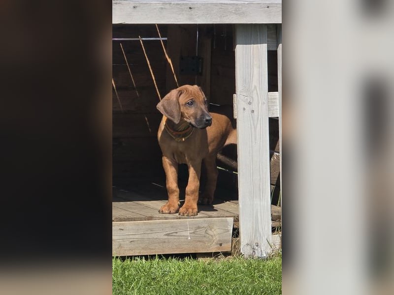 Rhodesian Ridgeback Welpen mit FCI-Papieren
