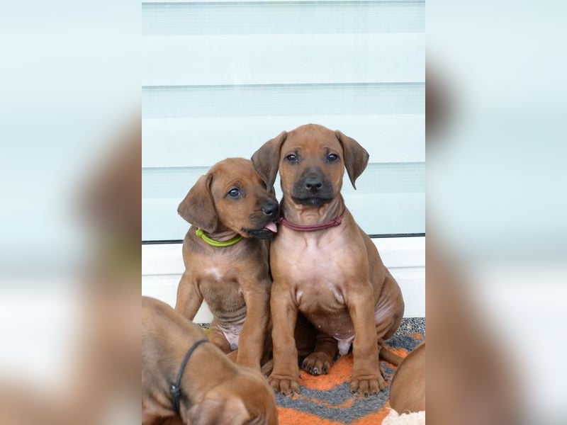 Rhodesian Ridgeback Welpen mit FCI-Papieren