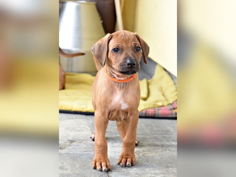 Rhodesian Ridgeback Welpen mit FCI-Papieren