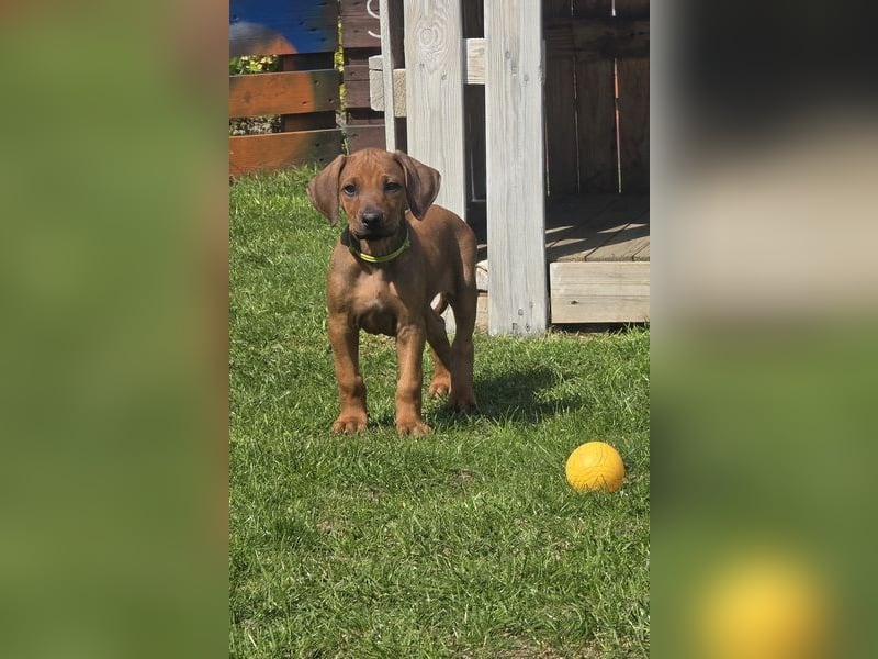 Rhodesian Ridgeback Welpen mit FCI-Papieren