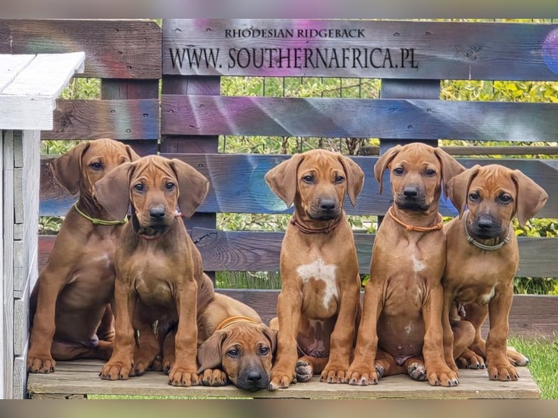 RR-Welpen mit FCI-Papieren