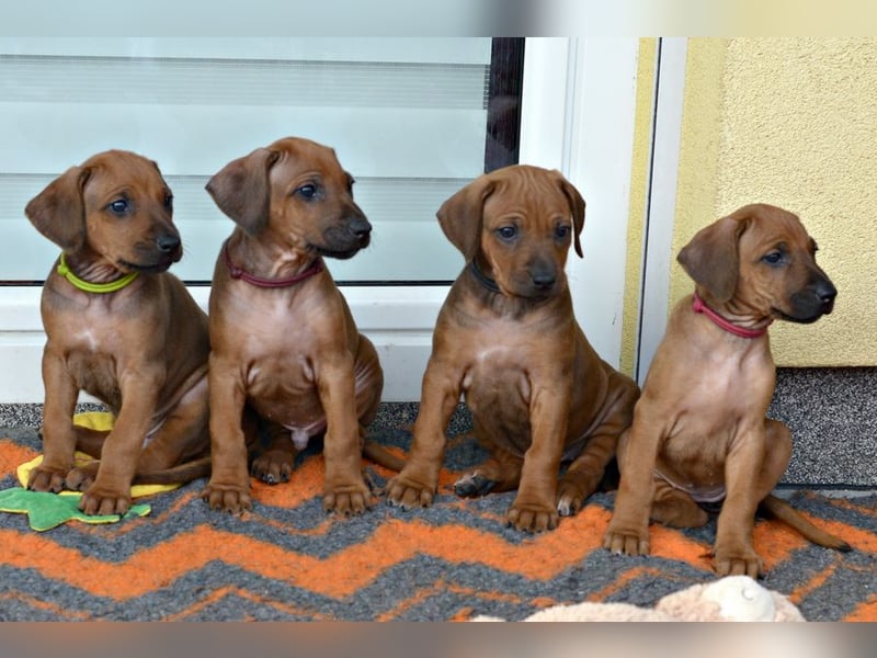 Rhodesian Ridgeback Welpen mit FCI-Papieren