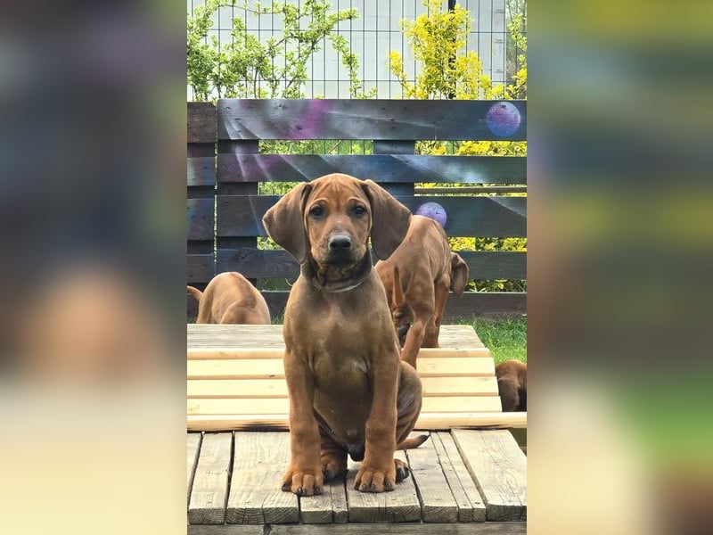 RR-Welpen mit FCI-Papieren