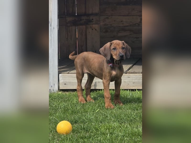 Rhodesian Ridgeback Welpen mit FCI-Papieren