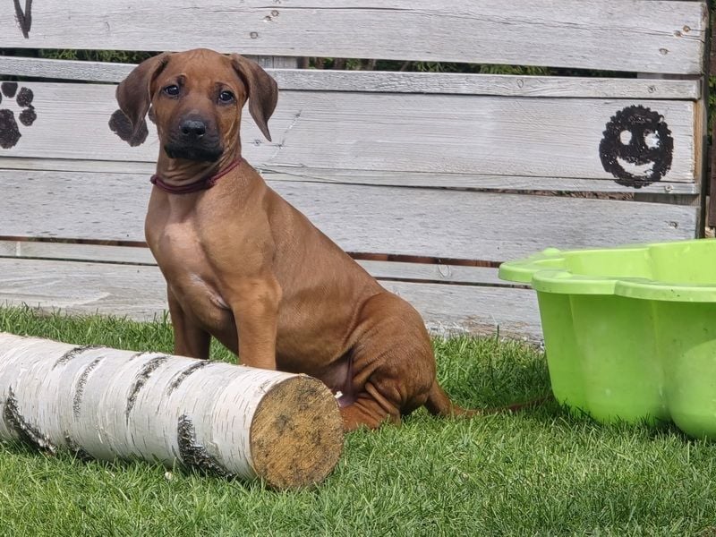 Rhodesian Ridgeback Welpen mit FCI-Papieren
