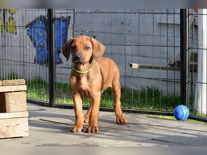 Rhodesian Ridgeback Welpen mit FCI-Papieren