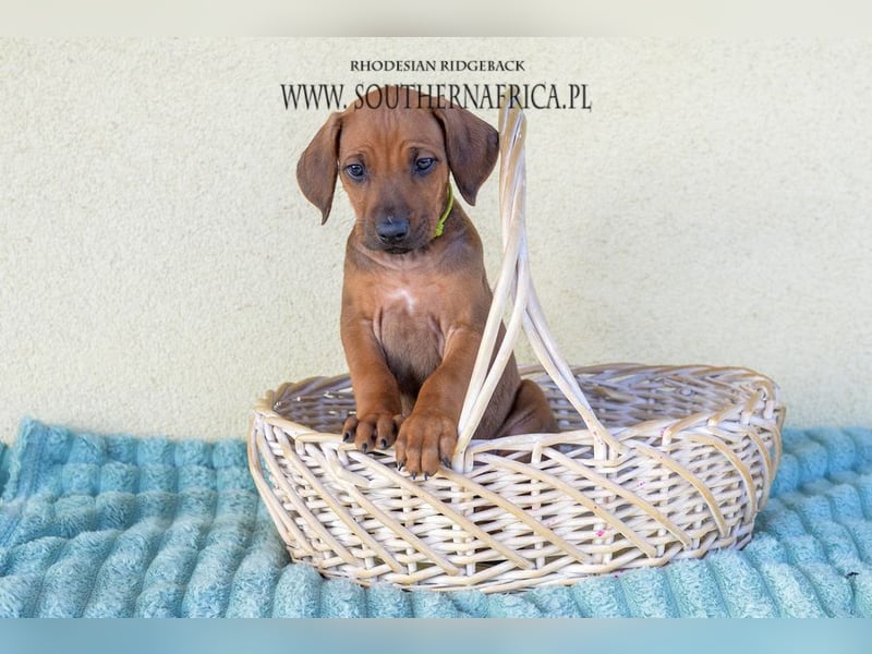Rhodesian Ridgeback Welpen mit FCI-Papieren