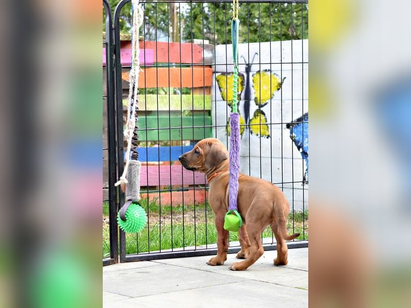 Rhodesian Ridgeback Welpen mit FCI-Papieren