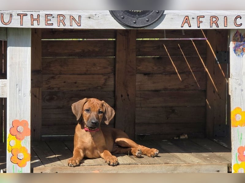 RR-Welpen mit FCI-Papieren