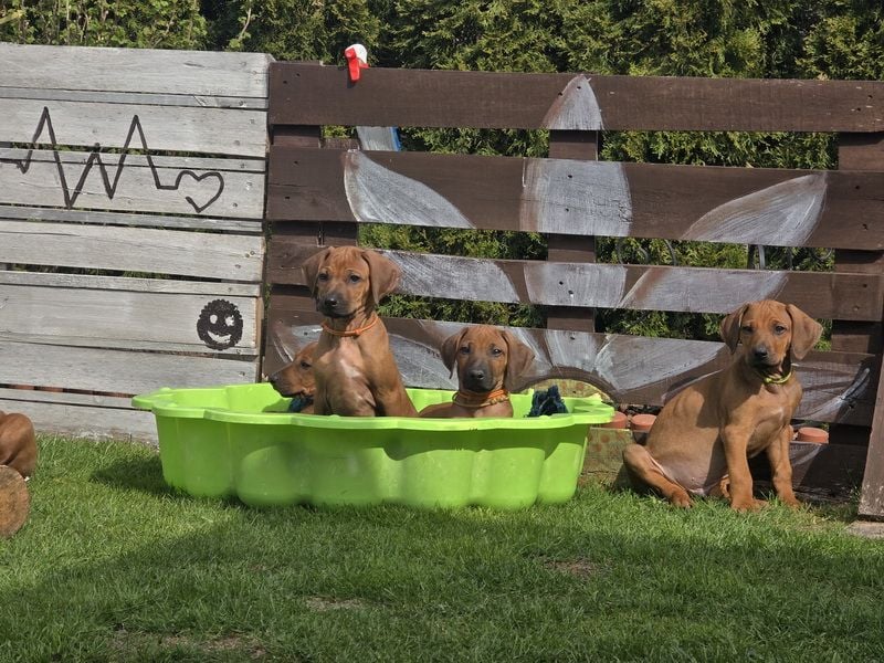 Rhodesian Ridgeback Welpen mit FCI-Papieren