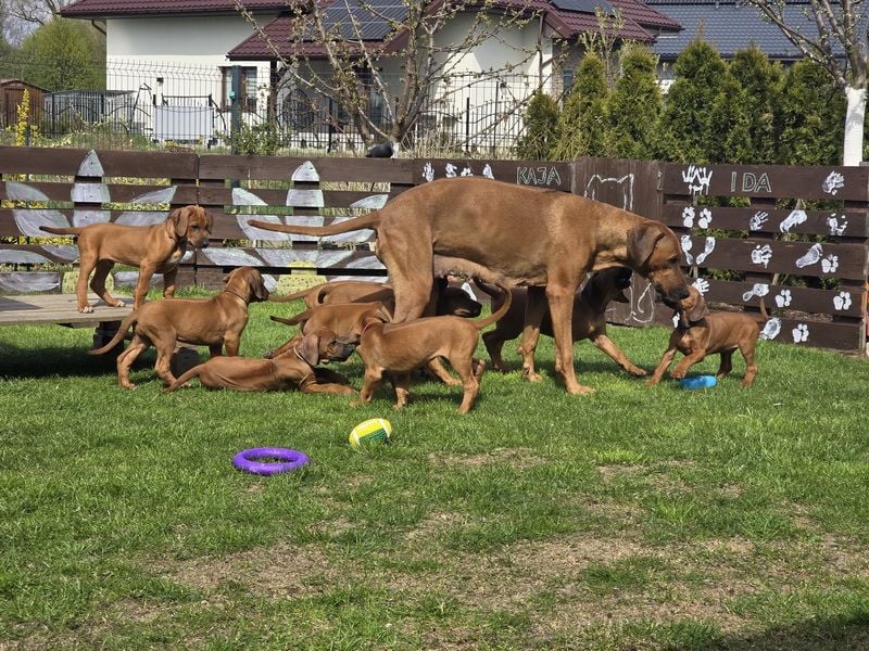 Rhodesian Ridgeback Welpen mit FCI-Papieren