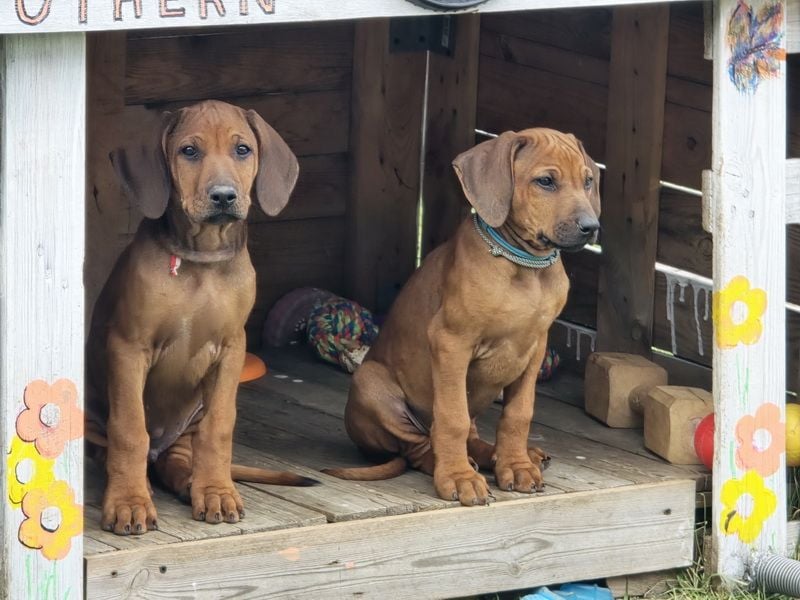 RR-Welpen mit FCI-Papieren