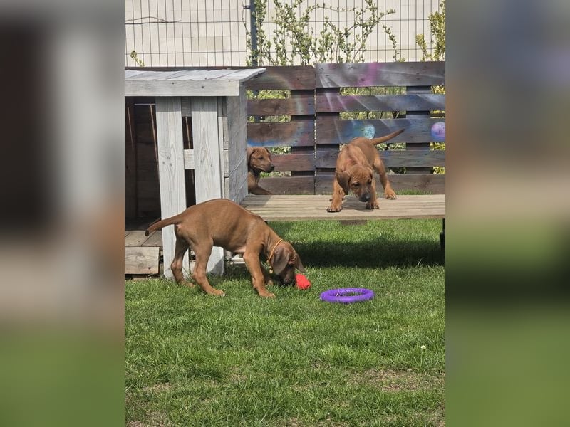Rhodesian Ridgeback Welpen mit FCI-Papieren