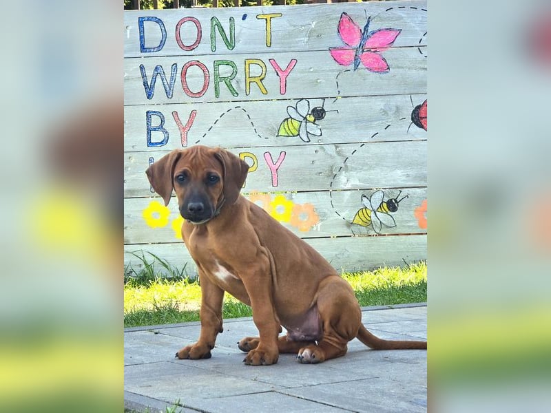 RR-Welpen mit FCI-Papieren