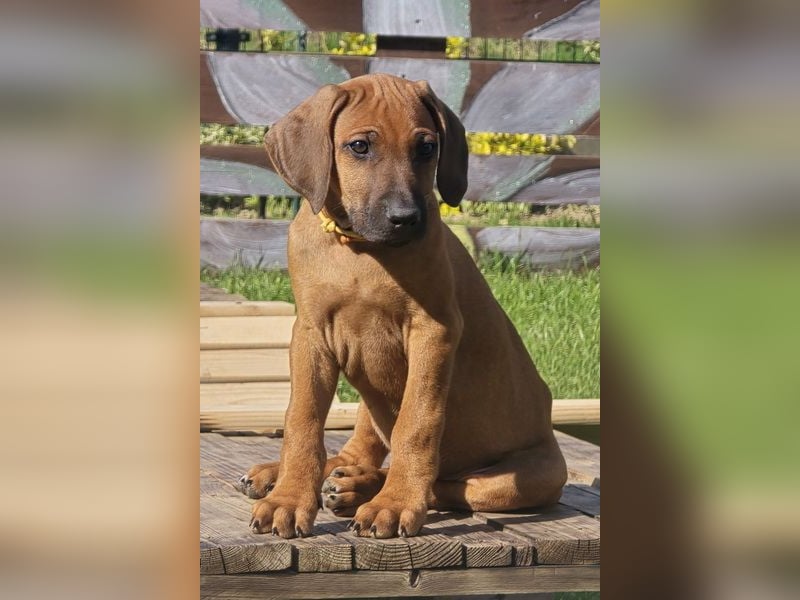 RR-Welpen mit FCI-Papieren