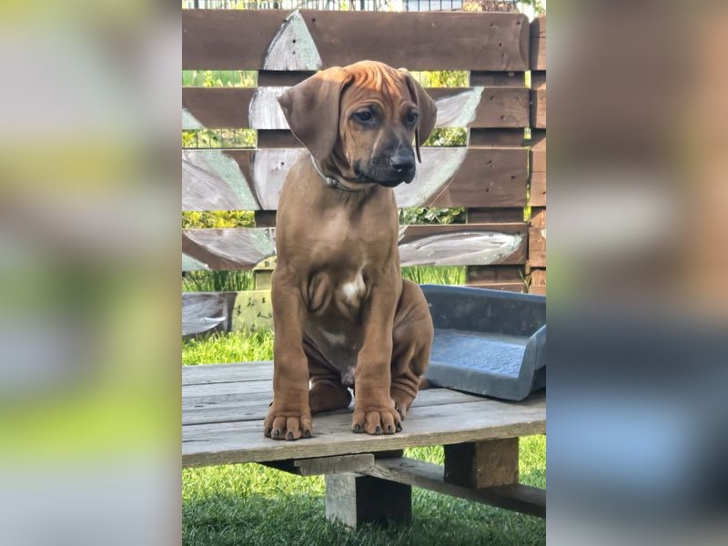 RR-Welpen mit FCI-Papieren