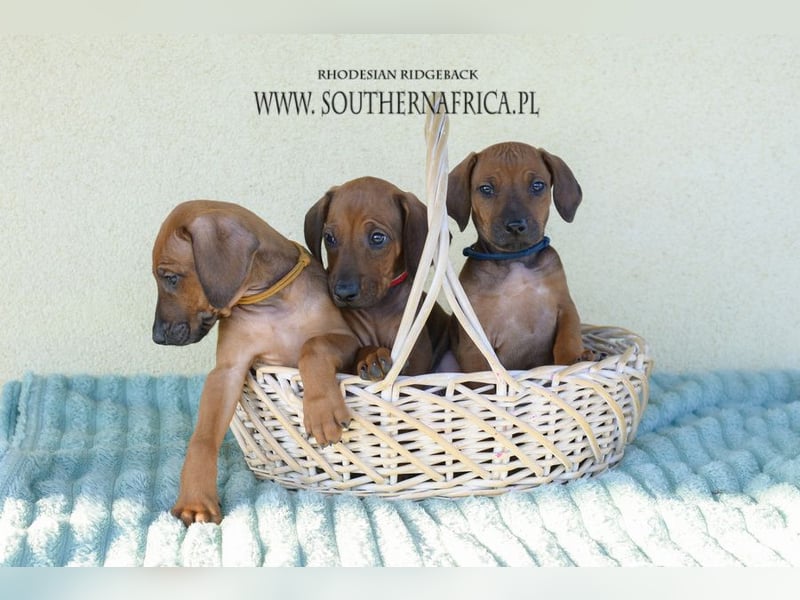 Rhodesian Ridgeback Welpen mit FCI-Papieren