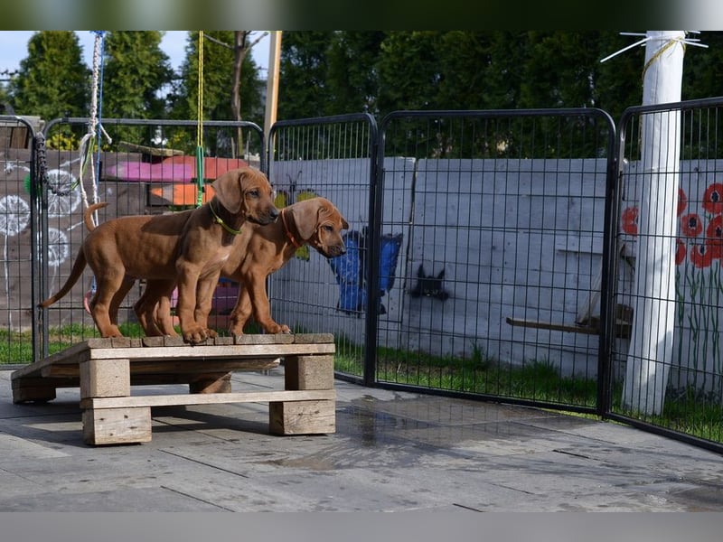 Rhodesian Ridgeback Welpen mit FCI-Papieren