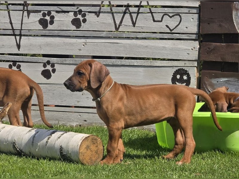 Rhodesian Ridgeback Welpen mit FCI-Papieren