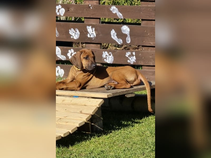 RR-Welpen mit FCI-Papieren