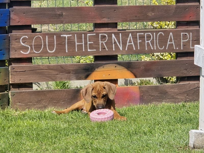 RR-Welpen mit FCI-Papieren