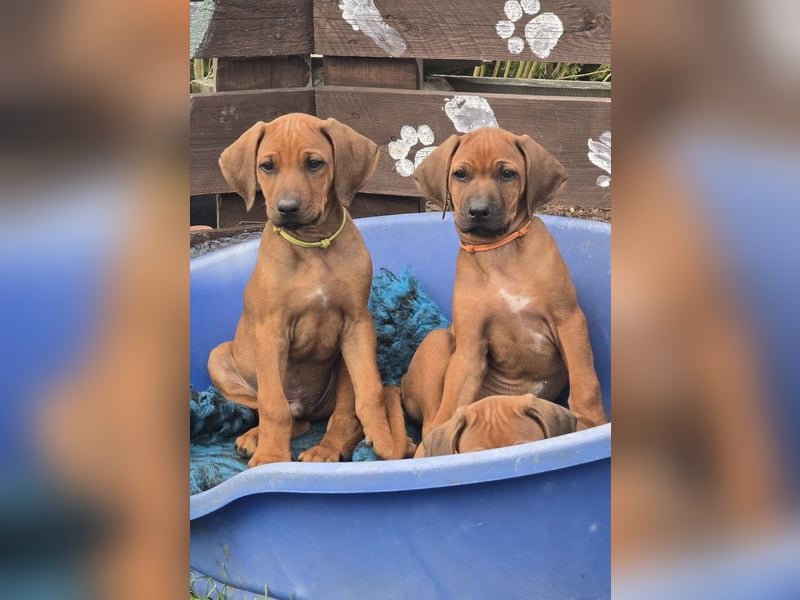 RR-Welpen mit FCI-Papieren