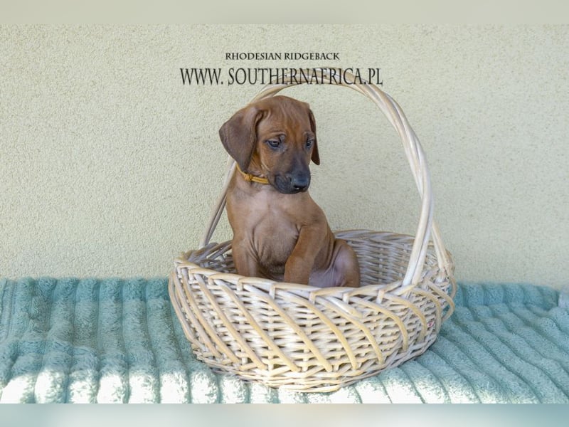 Rhodesian Ridgeback Welpen mit FCI-Papieren