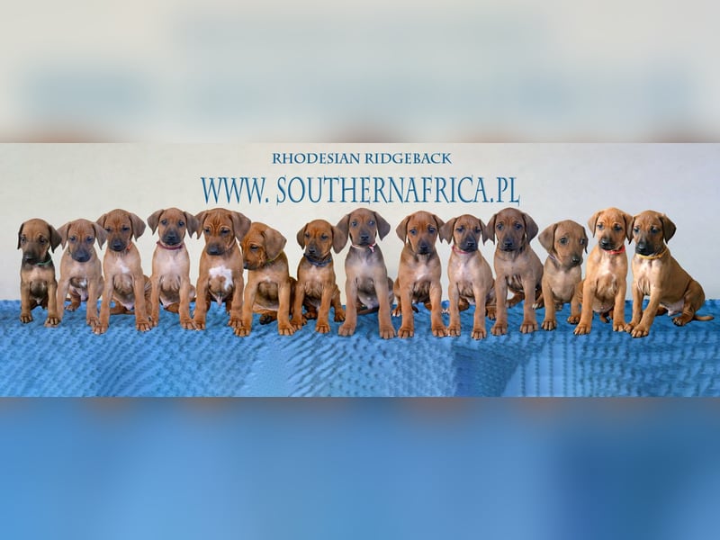 Rhodesian Ridgeback Welpen mit FCI-Papieren