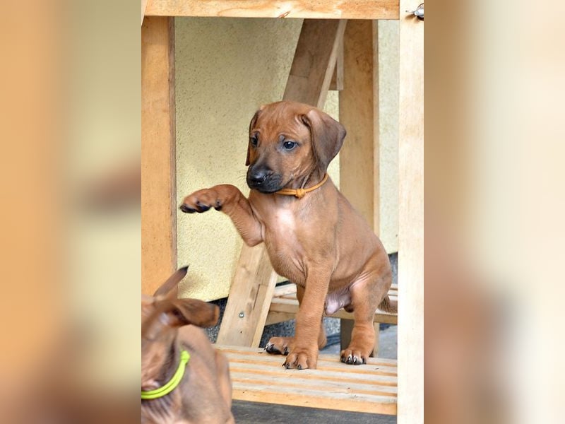 Rhodesian Ridgeback Welpen mit FCI-Papieren