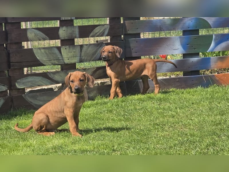 Rhodesian Ridgeback Welpen mit FCI-Papieren