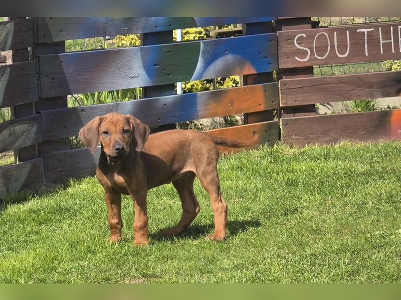 Rhodesian Ridgeback Welpen mit FCI-Papieren